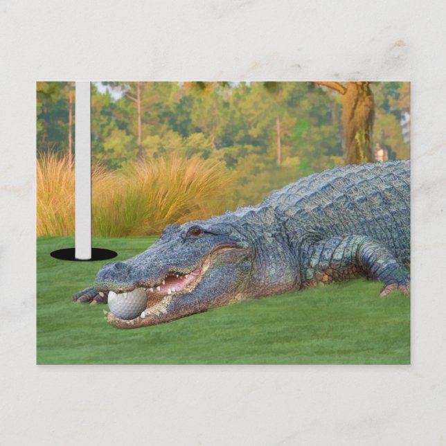 Hazardous Lie Golfing Alligator Postcard (Front)
