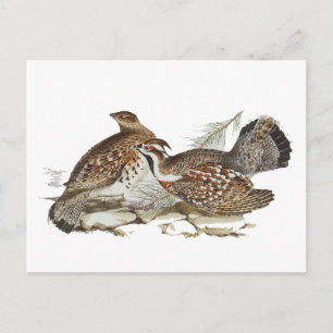 Hazel Grouse Postcard