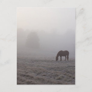 Hazzy Grazing Postcard