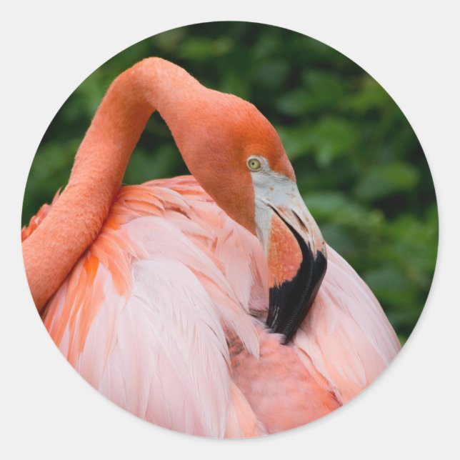 HDR Flamingo Bird Birds Wild Photo Picture Photos Classic Round Sticker (Front)