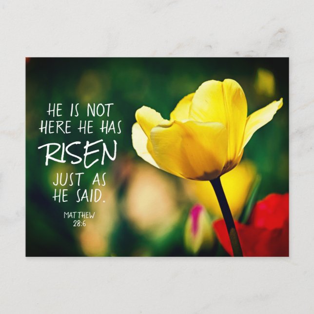 He has RISEN Bible Verse Tulips Easter Postcard (Front)