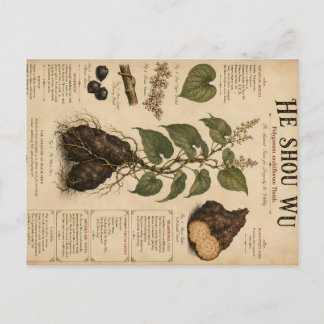 He Shou Wu Botanical Illustration Vintage Scientif Holiday Postcard
