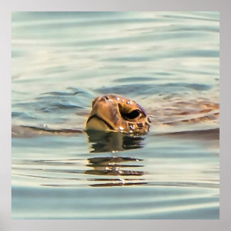 Head Above Water Loggerhead Turtle Poster