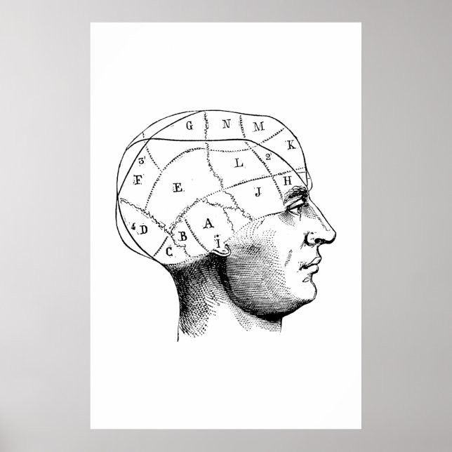 Head Anatomy Illustration Poster (Front)