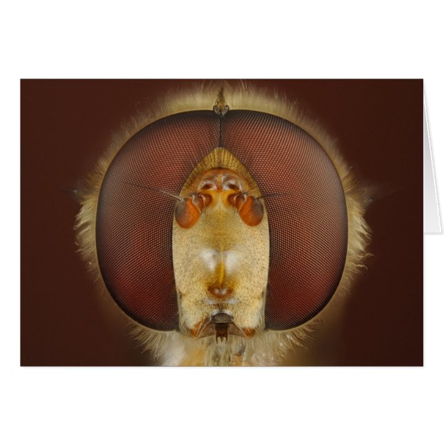 Head and Compound Eyes of a Hover Fly (Front Horizontal)