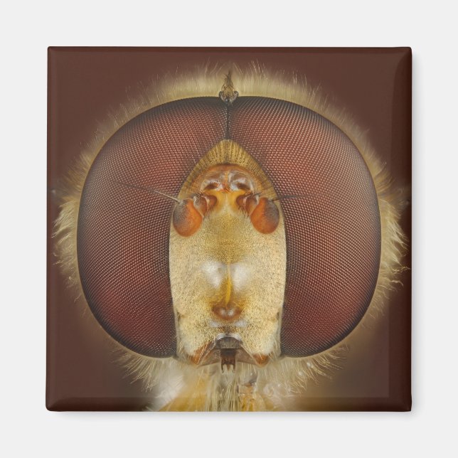 Head and Compound Eyes of a Hover Fly Magnet (Front)
