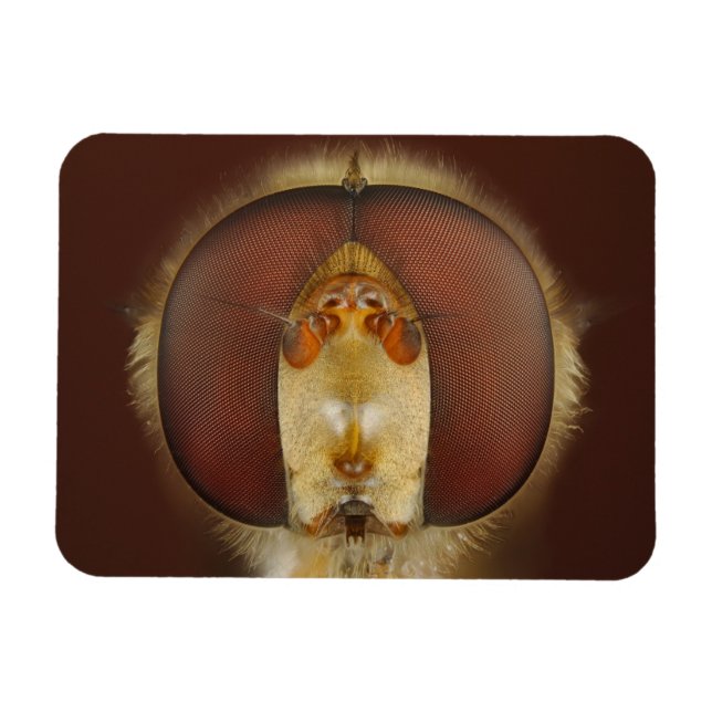 Head and Compound Eyes of a Hover Fly Magnet (Horizontal)