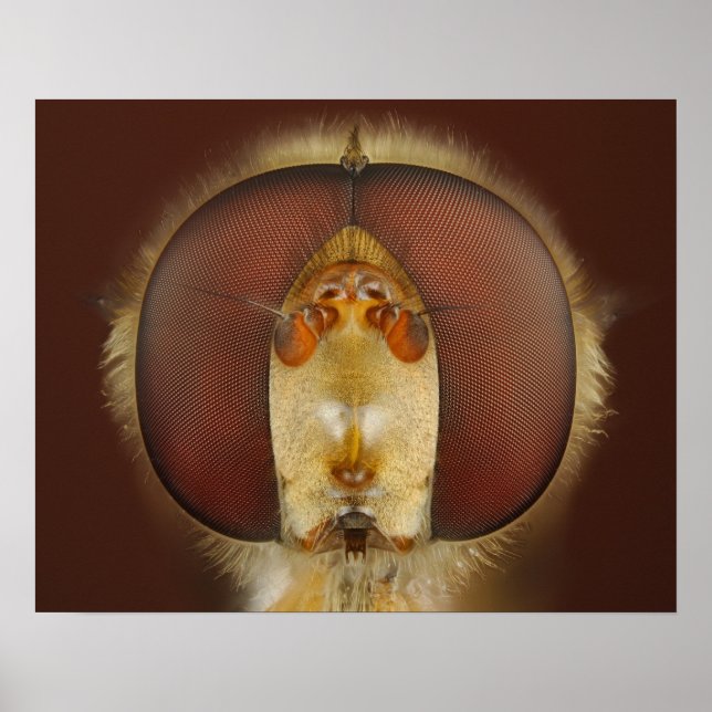 Head and Compound Eyes of a Hover Fly Poster (Front)