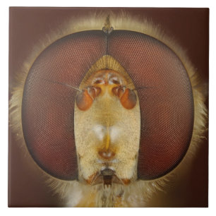 Head and Compound Eyes of a Hover Fly Tile