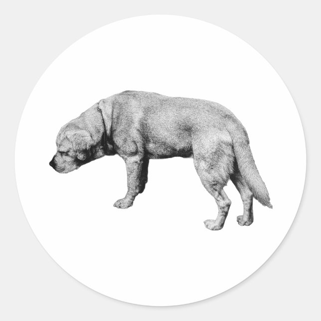 Head Down, Ears Easy Classic Round Sticker (Front)