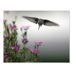 Head First Hummingbird Photo Print