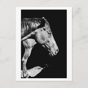 head horse's leg postcard