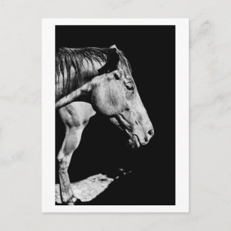 head horse's leg postcard