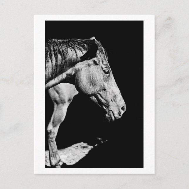 head horse's leg postcard (Front)