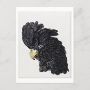 Head of a Black Cockatoo Illustration Vintage Postcard