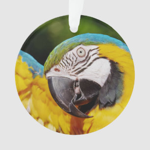 Head of a Blue and Yellow Macaw Ornament