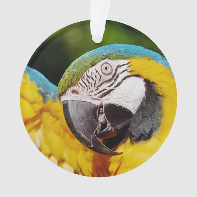 Head of a Blue and Yellow Macaw  Ornament (Front)