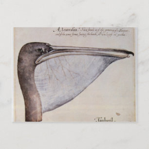 Head of a Brown Pelican Postcard
