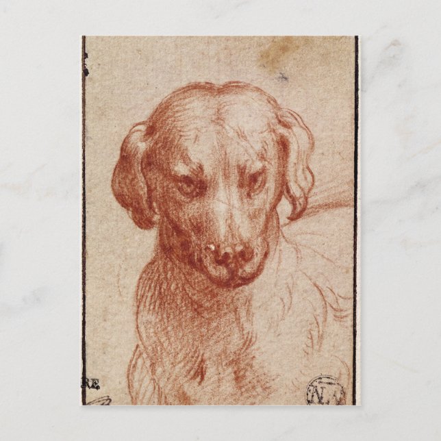 Head of a Dog Postcard (Front)