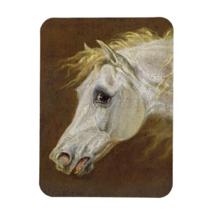 Head of a Grey Arabian Horse (oil on canvas on pan Magnet