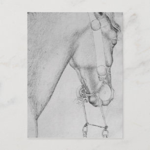Head of a horse, from the The Vallardi Album Postcard