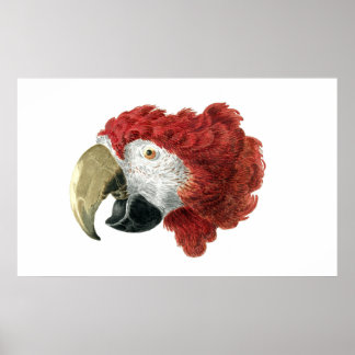 Head of a Macaw (1725–1792) Aert Schouman Poster