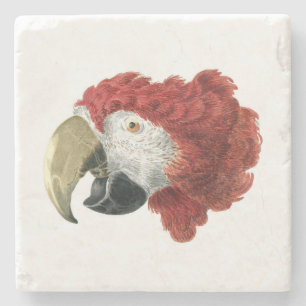Head of a Macaw (1725–1792) Aert Schouman Stone Coaster