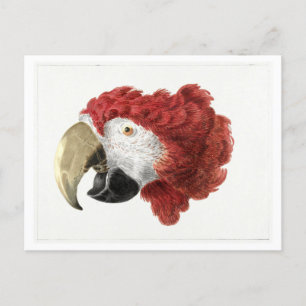 Head of a Macaw Illustration Vintage Postcard