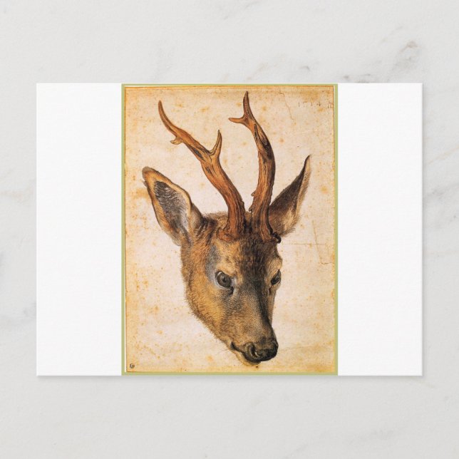 Head of a Stag by Albrecht Durer Postcard (Front)