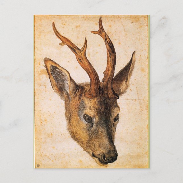 Head of a Stag by Albrecht Durer Postcard (Front)