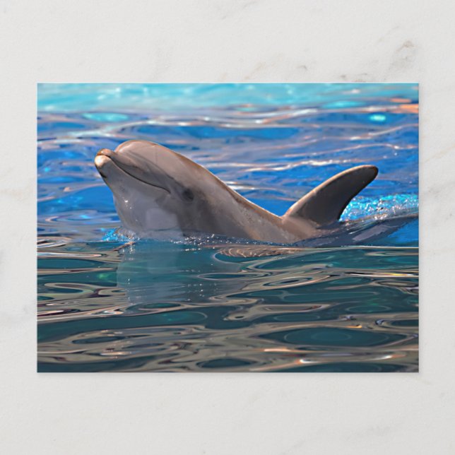 Head of bottlenose dolphin postcard (Front)