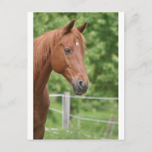 Head of brown horse postcard