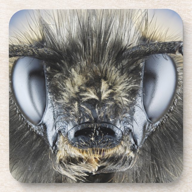 Head of bumblebee coaster (Front)