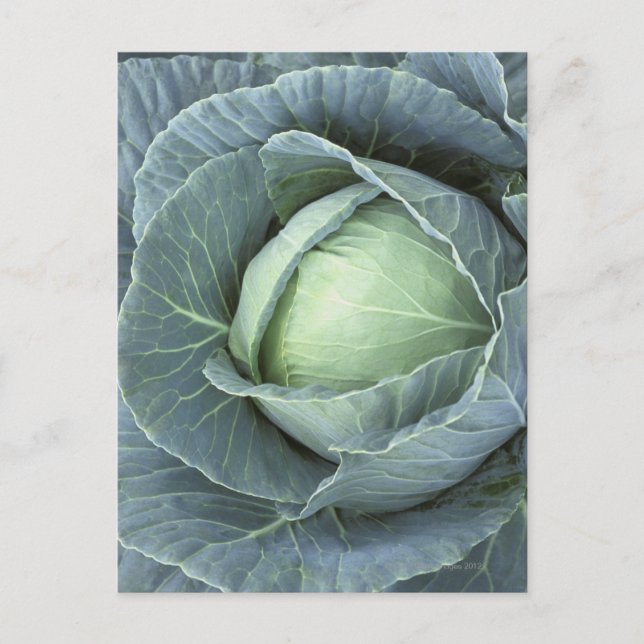 Head of cabbage with drops of water on it, postcard (Front)