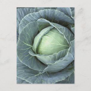 Head of cabbage with drops of water on it, postcard