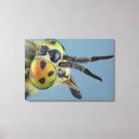 Head of deer fly