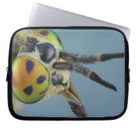 Head of deer fly