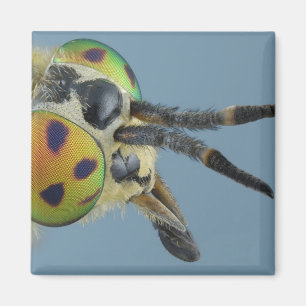 Head of deer fly magnet