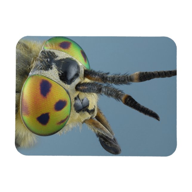 Head of deer fly magnet (Horizontal)