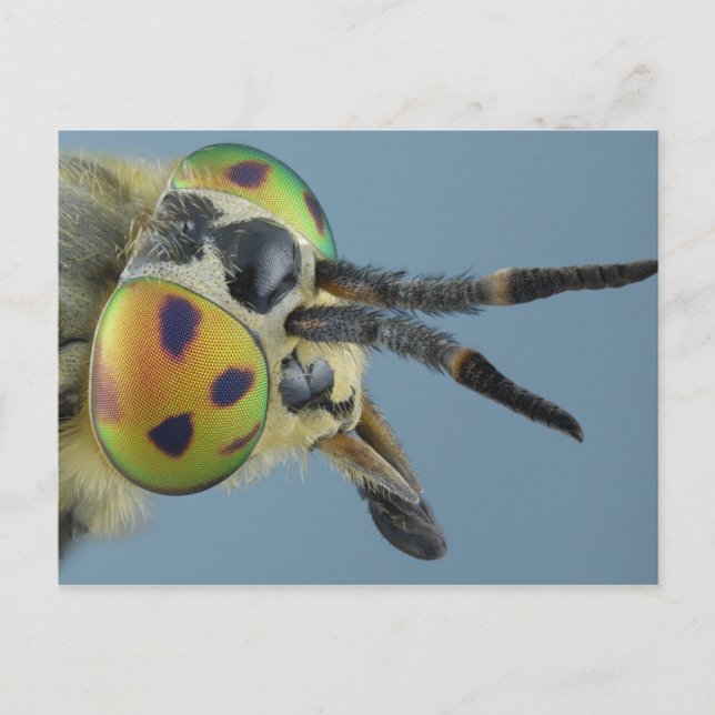 Head of deer fly postcard (Front)