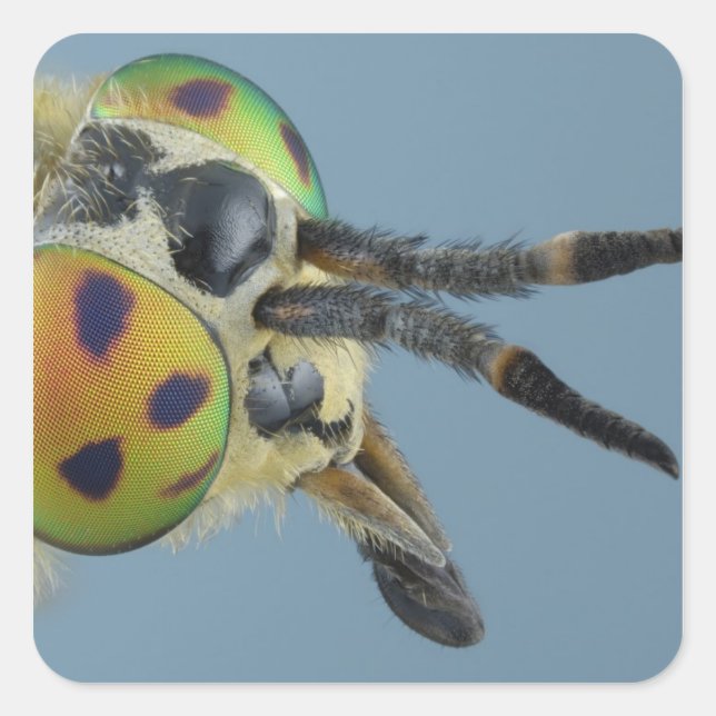 Head of deer fly square sticker (Front)