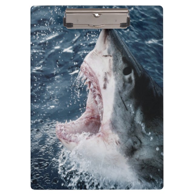 Head of Great White Shark Clipboard (Front)
