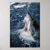 Head of Great White Shark