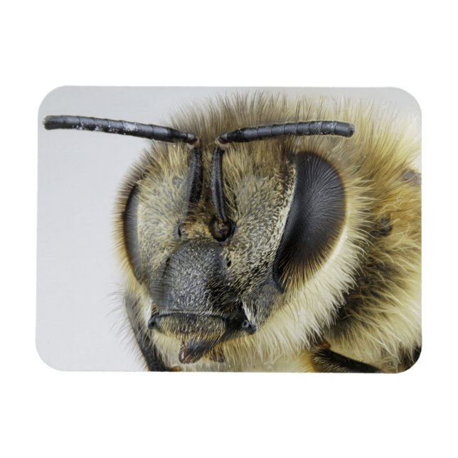 Head of honeybee magnet (Horizontal)