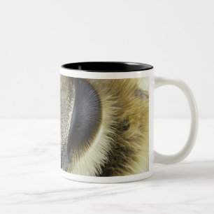 Head of honeybee Two-Tone coffee mug