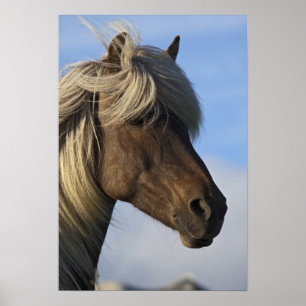 Head of Icelandic horse, Iceland Poster