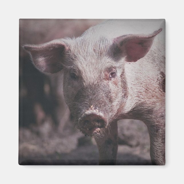 Head of pig - magnet (Front)