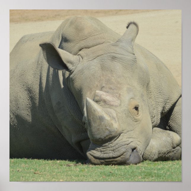 Head of the herd poster (Front)