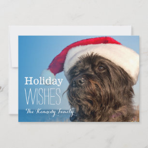 Head portrait of cairn terrier holiday card