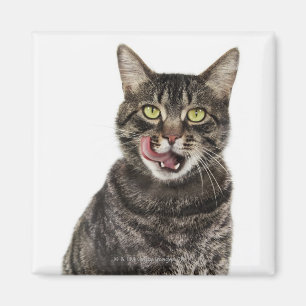 Head shot of a male domestic tabby cat licking magnet